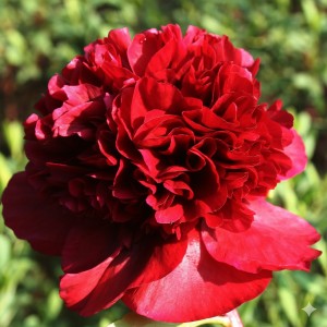 Пион Генри Бокстос - К