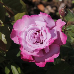 Роза Аметист(чайно-гибридная)