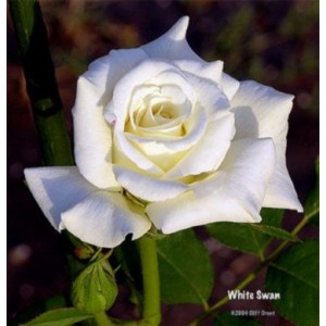 Роза Белая лебедь(чайно-гибридная)