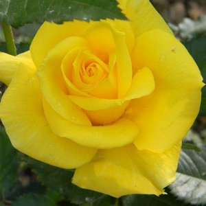 Роза Фрезия(чайно-гибридная)