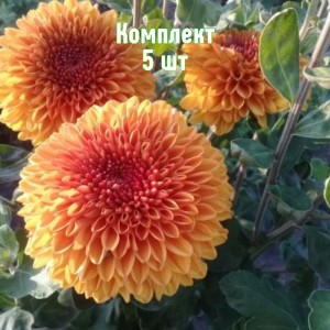 Комплект 5шт / Хризантема Венди Бронз