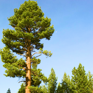 Комплект 5шт / Сосна Желтая до 20 см