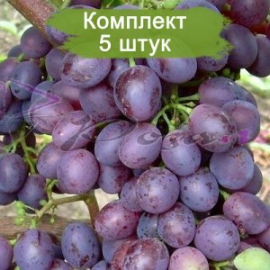 Комплект 5шт / Виноград Краса Никополя (Ранний/Фиолетовый) (Предзаказ)