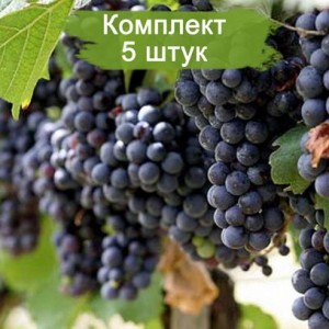 Комплект 5шт / Виноград Молдова (Поздний/Черный) (Предзаказ)