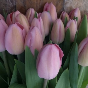 Тюльпан Розали (Rosalie)