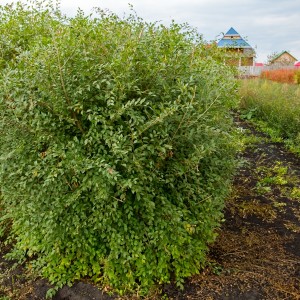 Вяз мелколистный (сеянец 15-20 см) (Предзаказ)