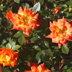 Роза Колибри (спрей)