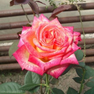 Роза Утопия(чайно-гибридная)